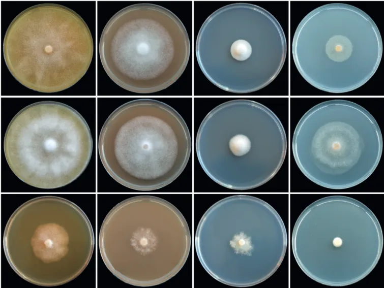 Fig. 11. Colony morphology of Phytophthora castanetorum (CBS 142299), P. quercina (Beja 5) and P