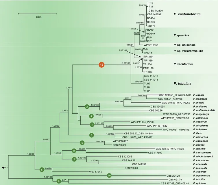 Fig. 1. Fifty percent majority rule consensus phylogram derived from Bayesian inference analysis of four–locus (ITS, Btub, HSP90, NADH1)  dataset of the Phytophthora Clade 12 and representative species from phylogenetic Clades 1–10