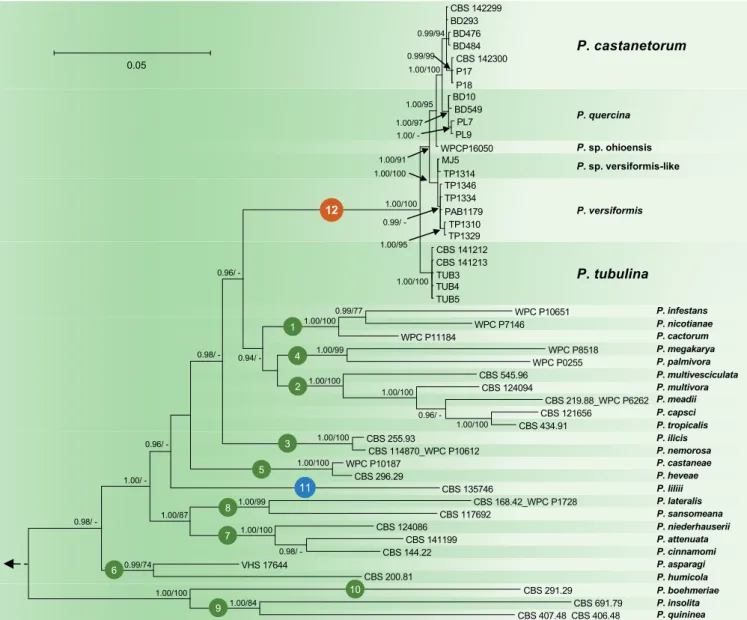 Fig. 2. Fifty percent majority rule consensus phylogram derived from Bayesian inference analysis of nuclear three–locus (ITS, Btub, HSP90)  dataset of Phytophthora Clade 12 and representative species from phylogenetic Clades 1–11