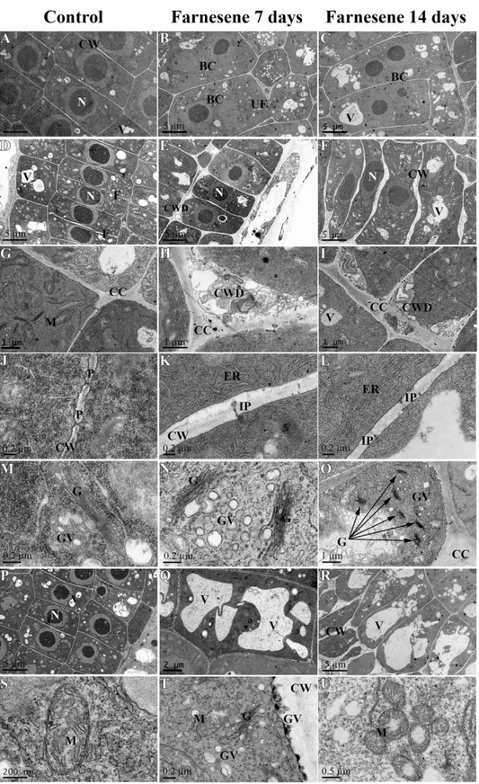 Fig 5. TEM images of farnesene-treated and untreated Arabidopsis meristems. TEM images of the apical meristem of untreated (A, D, G, J, M, P, S), and 7 days (B, E, H, K, N, Q, T) and 14 days (C, F, I, L, O, R, U) farnesene-treated Arabidopsis roots: A) Nuc