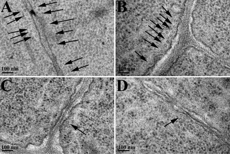 Fig 6. TEM images of cortical microtubules. TEM images of cortical microtubules (transversal section) in cells of Arabidopsis roots grown in 250 μM farnesene for 7 and 14 days