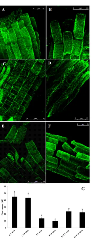 Fig 7. Microtubule immunostaining of farnesene and taxol treated and untreated Arabidopsis roots