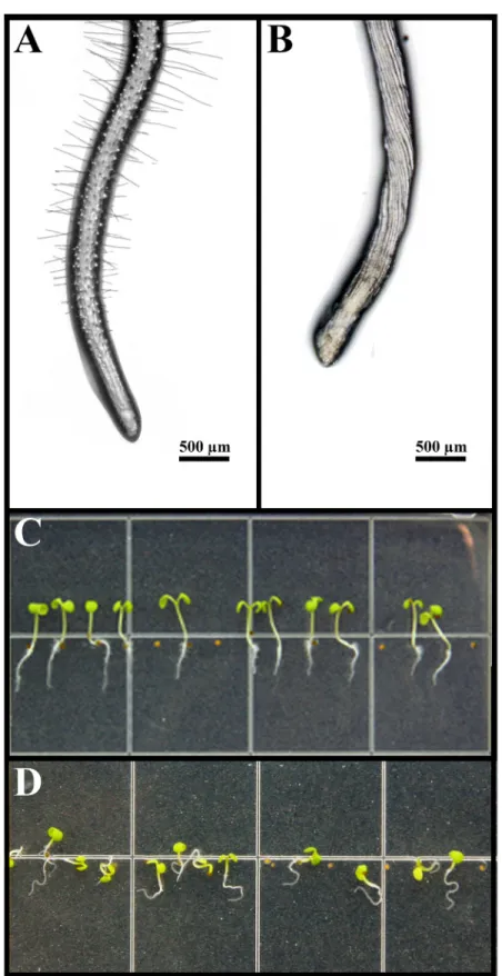 Fig 2. Morphology of Arabidopsis root tips. Arabidopsis root tips grown on agar medium (A) Control root tip with root hairs (B) Root tips treated with 250 μM farnesene