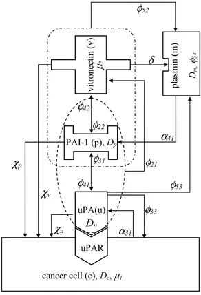 Fig. 1. Schematic overview of the modelled mechanism, evidencing the parameters involved as introduced in the text