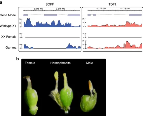 Fig. 4 ). Altogether, these two independent mutants provide strong evidence for the Y-speciﬁc DUF247 gene as responsible for female suppression; we have named this gene SUPPRESSOR OF FEMALE FUNCTION (SOFF)