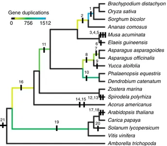 Fig. 5 Mapping whole genome duplication events. Phylogeny with mapping of whole genome duplication events (WGDs) inferred in this work or previous publications: (1, 2) ρ and σ 60 ; (3, 4, 5) Zingiberales α, β, and ϒ 39 ;