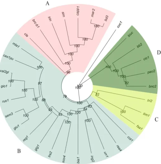 Figure 3. Genetic relationships among ancient landraces and the two historical varieties Cappelli 
