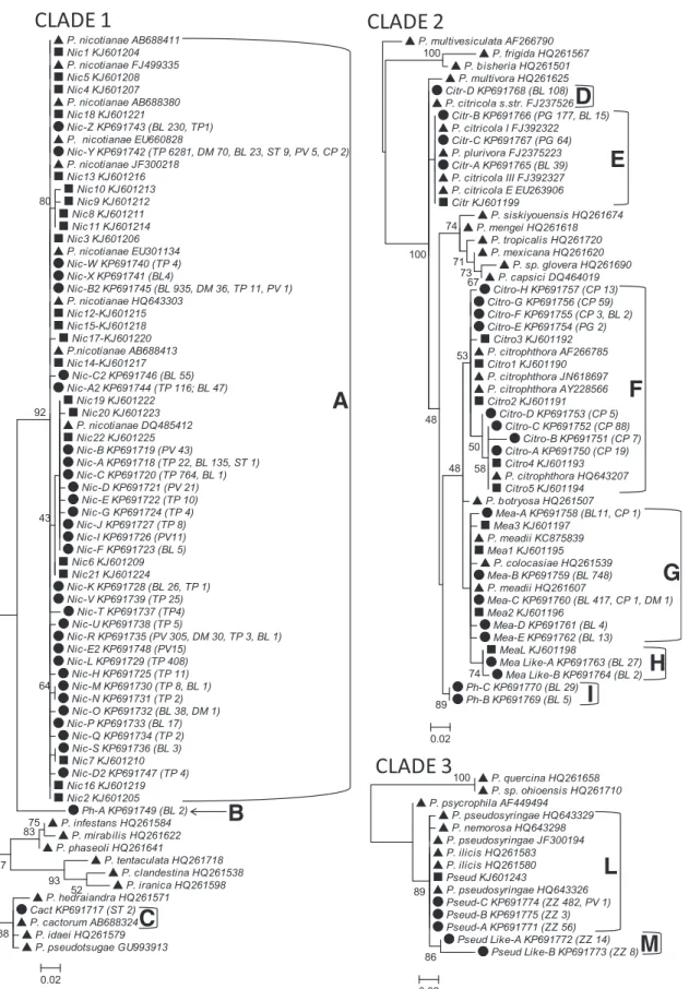 Fig. 1. Phylogenetic trees built for Phytophthora clades 1, 2, and 3, using sequence types (STs) detected with 454 pyrosequencing (d) and cloning/Sanger sequencing ( n), along with reference sequences (:) representative of the genetic diversity within each