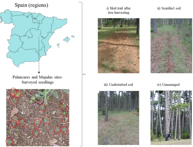 Figure 1. Study site and experimental conditions of Spanish black pine forests subjected to treatments 