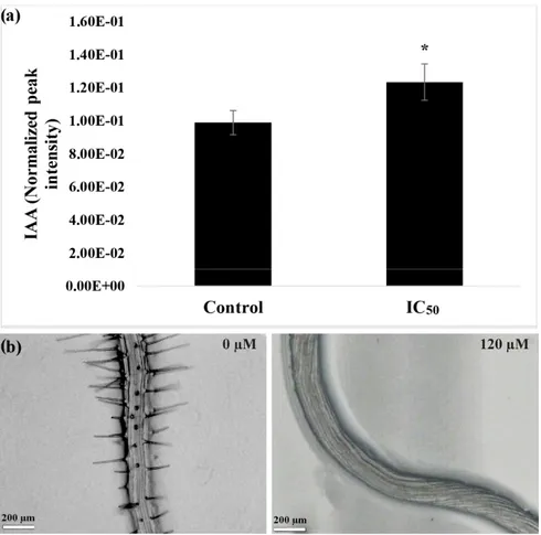 Figure 2. (a) The c oncentration of  indole-3-acetic acid ( IAA) in the roots of A. thaliana seedlings  in control and nerolidol-treated seedlings at IC 50  concentration (120 µM)