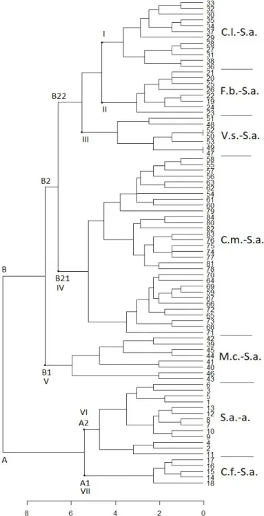 Figure 2. Dendrogram with the communities dominated by Salix atrocinerea and Salix salviifolia subsp