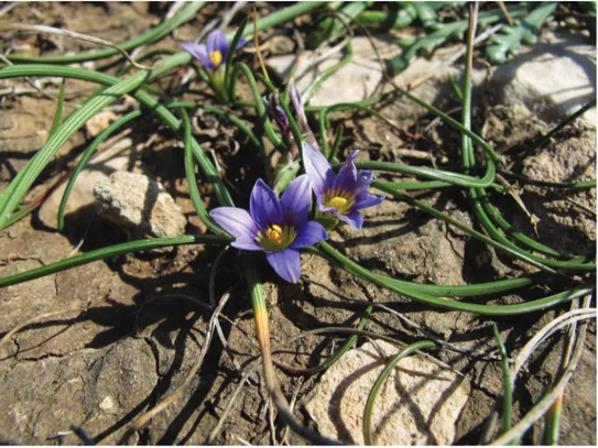 Figure 3. Romulea variicolor in the rocky coast near Sampieri (Ragusa, Sicily). Photograph by S