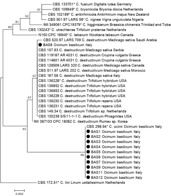Figure 1. Phylogenetic tree obtained using combined internal transcribed spacers (ITS) and β-tubulin  (TUB2) sequences of isolates of Colletotrichum  spp