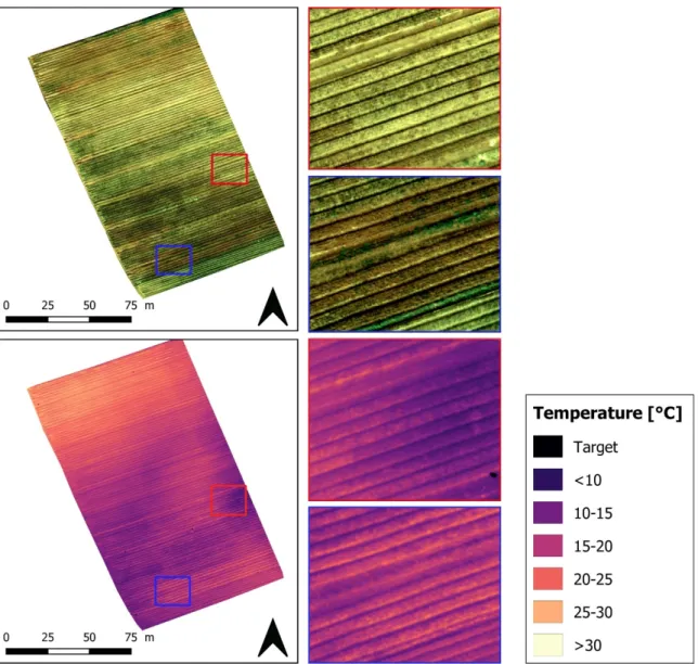 Figure 7. RGB (top) and thermal orthomosaic (bottom) images of an onion field (data collected by the  authors)