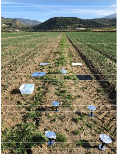 Figure 4. The temperature  reference targets used during thermal unmanned aerial vehicle (UAV)  surveys in an onion crop field in Calabria (Italy) (photo taken by the authors)