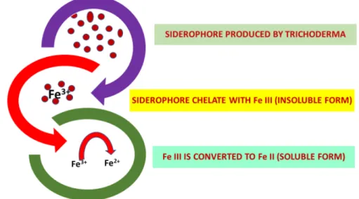Figure 2. In plant rhizosphere Trichoderma produces a siderophore which chelates insoluble Fe (Fe 3+ ) 