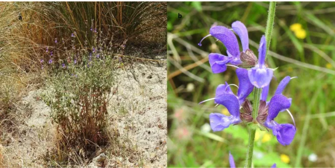 Figure 1. Salvia ceratophylloides Ard: (a) Plant habitat; (b) inflorescence in detail, with the bud and 