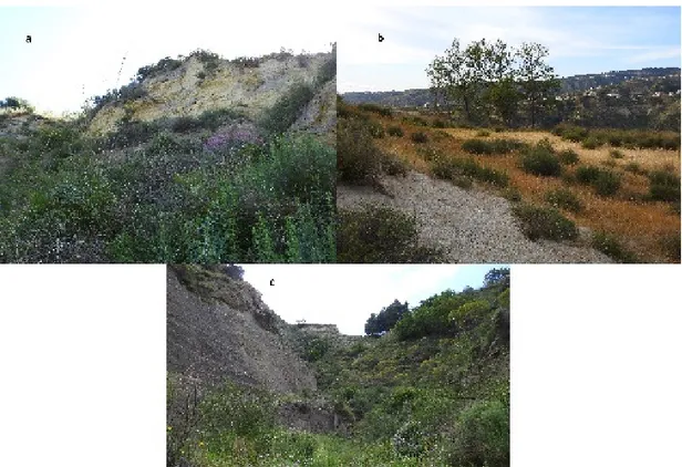 Figure 2. Habitat of S. ceratophylloides: (a) Mediterranean grasslands with Ampelodesmos mauritani- mauritani-cus (Poir.) Dur