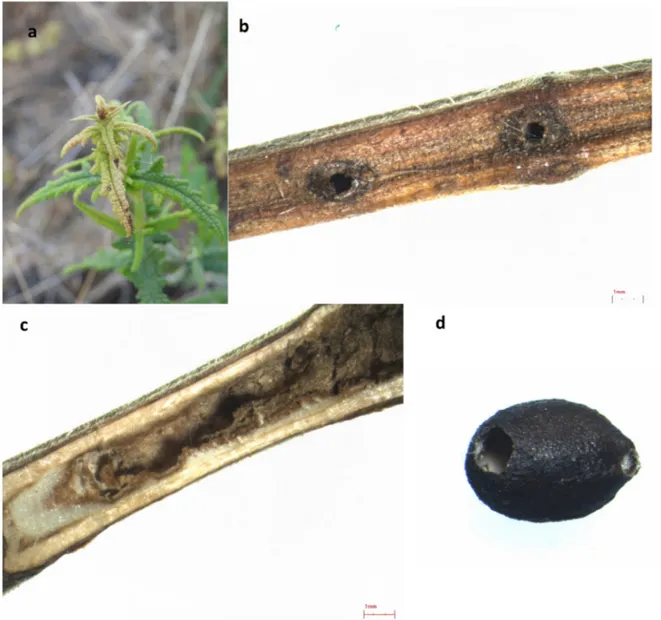 Figure 3. (a) S. ceratophylloides plants with a yellowed apex; (b) visible holes on the stem; (c) tun-