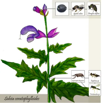 Figure 4. Complex of herbivores and their parasitoids present on S. ceratophylloides. Plants attacked 