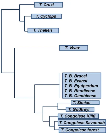 Fig. 3. Phylogenetic tree based on SSU rRNA sequences from trypanosome species. Adapted from (Cortez et 