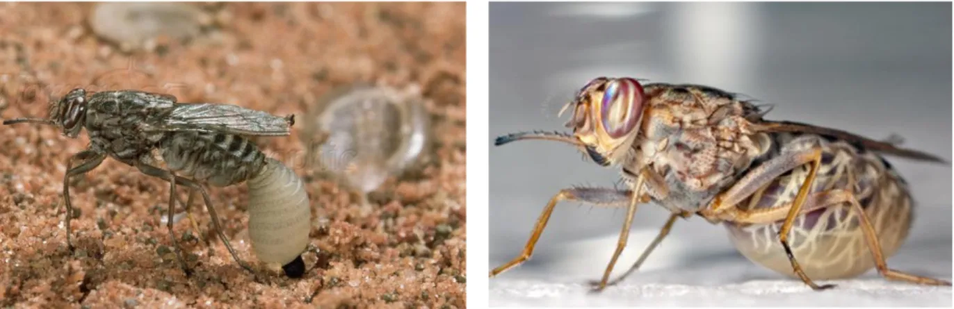 Fig. 13. On the left: Tsetse fly female laying larva. On the right: Adult tsetse fly. 