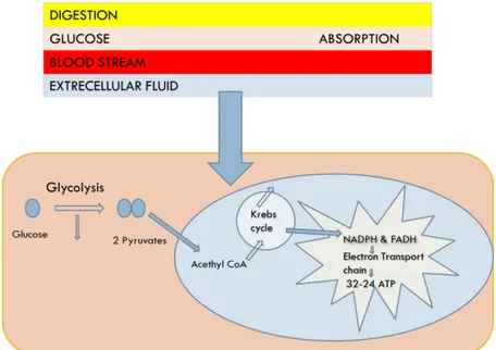 Figure 1.1: Diagram of three stages of cellular metabolism that leads to ATP production from food