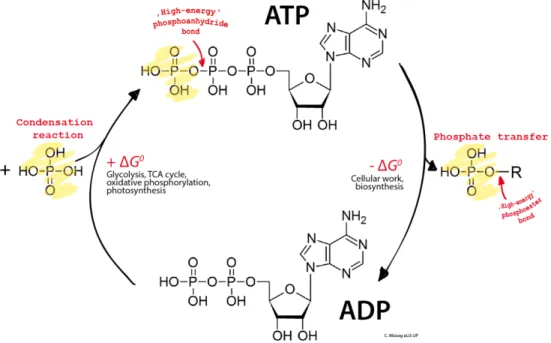 Figure 1.2: ATP hydrolysis coupled with ATP synthesis. 