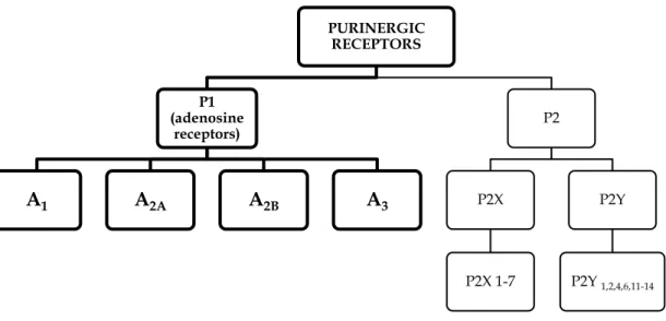 Figure 1.5: Classification of purinergic receptors. 