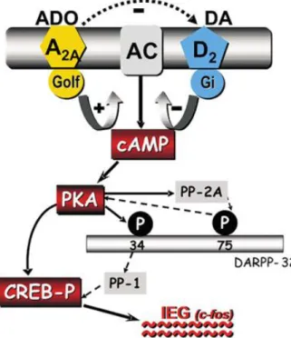 Figure  1.11:  Interactions between  A 2A AR and D 2  receptors. The two receptor subtypes exert opposite regulatory 