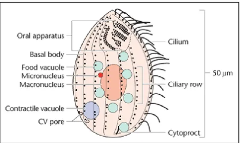 Figure  2.  A  schematic  diagram  of  the  organisation  of  T.  thermophila.  The  anterior  end  of  the  cell is oriented upwards, and the ventral (oral) surface of the cell faces the viewer