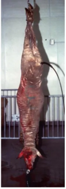 Figure 1. Electrical Stimulation of sheep carcass. 