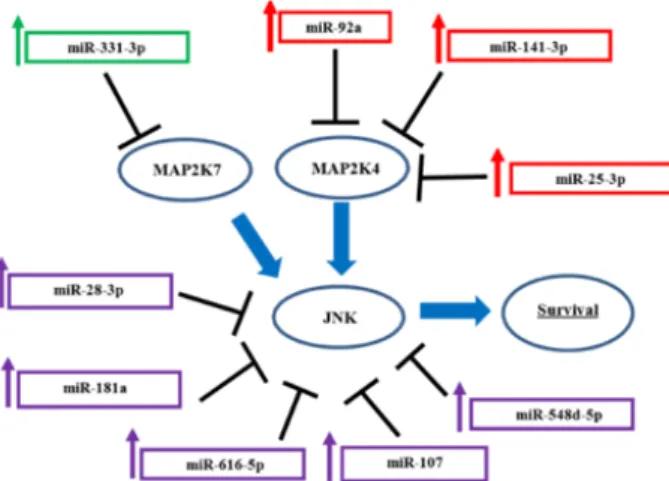 Figure 1 Deregulated miRNAs potentially involved in GC resistance reversion by rapamycin through suppression of the JNK pathway