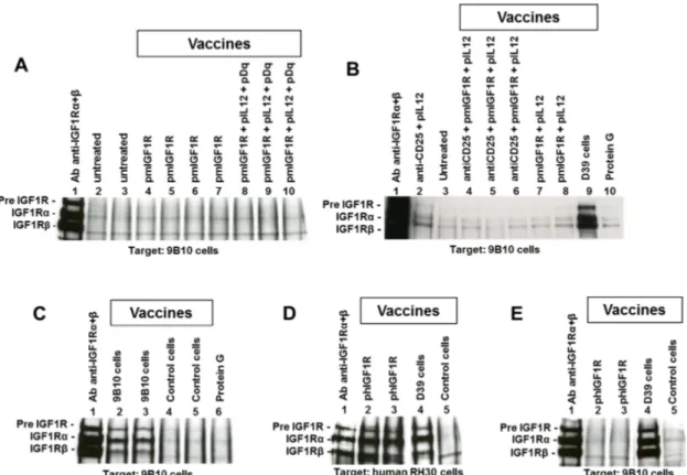 Figure 1. Immunoprecipitation and Western blot analysis of sera to evaluate the induction of antibodies  recognizing murine or human Insulin-like Growth Factor Receptor-1 (IGF1R)