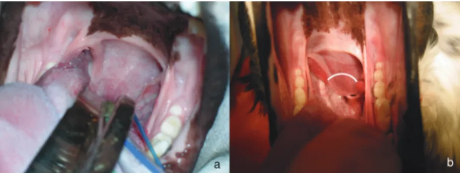 Figure 1. Direct evaluation of soft palate (a) with the identification of the line of 