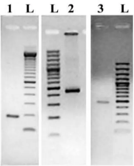 Figure  4.  Electrophoretic  separation  of  the  PCR  products  obtained  from  amplification  of  Amphora coffeaeformis chromosomal DNA with primer pairs: (1) specific for small-subunit  rRNA;  (2)  UniE-F  and  UniE-R,  specific  for  a  portion  of  th