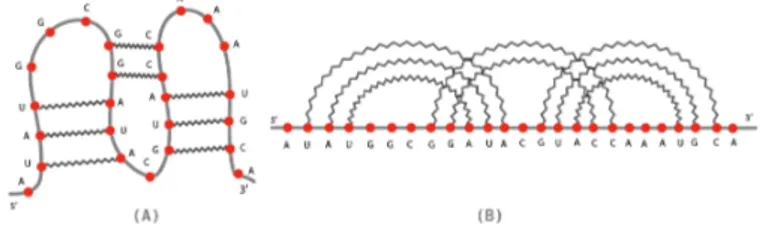 Fig. 2. Two different representations of RNA secondary structures