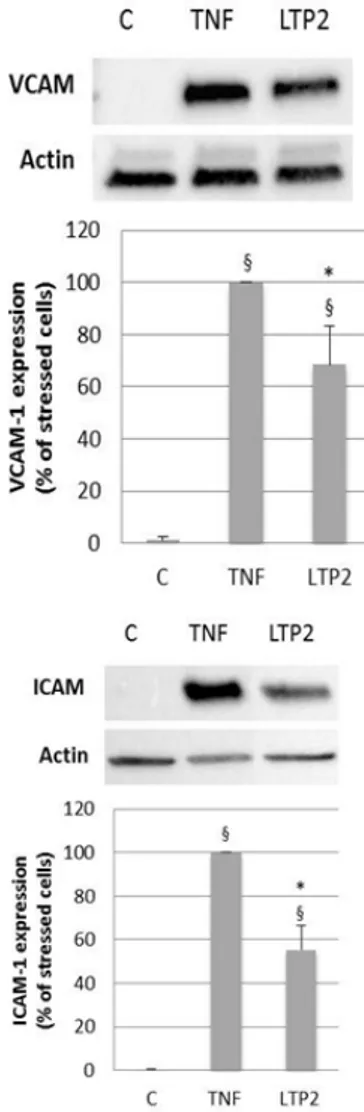 Figure  1.  Effect of nsLTP2 on cell adhesion molecule expression   in HUVECs treated with TNF-α