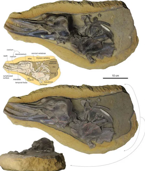 FIG. 2. The block containing the remains of the skull, bony thorax, and left forelimb of the small dolphin Brachydelphis mazeasi  MUSM 887, with corresponding line drawings indicating the different elements preserved
