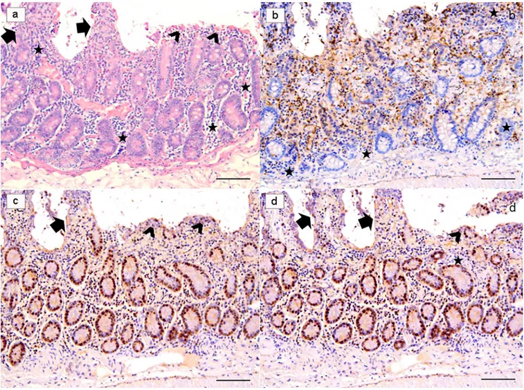 Fig 5. Ex-vivo intestinal tissue, from negative control (NC) group. Section stained with H&amp;E revealed a diffuse epithelial loss with inflammatory cells infiltration polarized under the destroyed intestinal epithelium