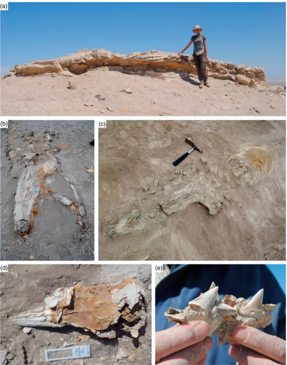 Figure 3. Fossil vertebrates from the Pisco Formation at Cerro Los Quesos. (a) Articulated skeleton of a large-size balaenopteroid mysticete inside a dolomitic nodule