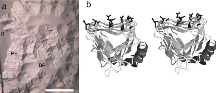 Fig. 1. Ice-binding proteins of Chloromonas brevispina . a, Effects of IBPs on the growth of an ice single crystal