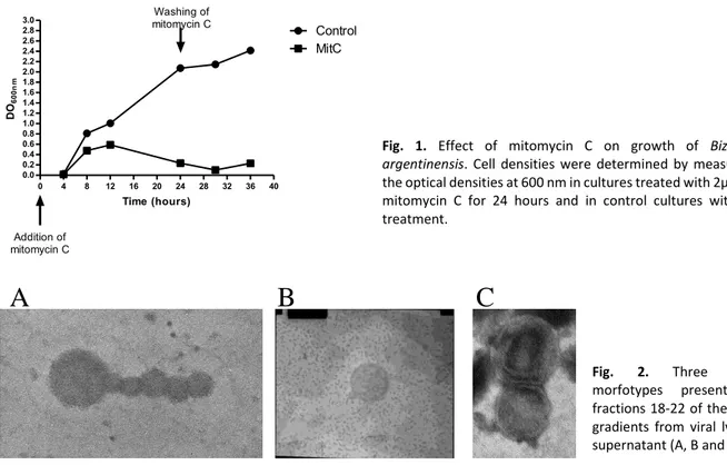 Fig.  1.  Effect  of  mitomycin  C  on  growth  of  Bizionia 