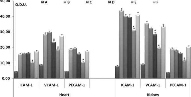 Figure 5. Densitometric analysis of immunoreaction for ICAM-1, VCAM-1 and PECAM-1 of endothelial layer of coronary and renal arteries