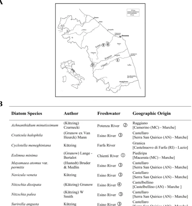 Figure 1. (A) Map of sampling sites in Regione Marche (Italy) and (B) list of diatoms  species isolated and used in this work