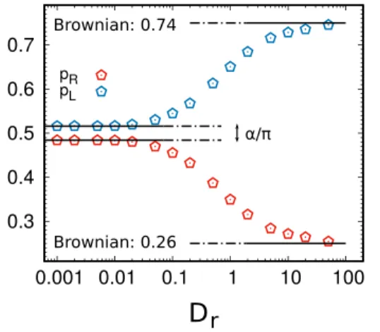 FIG. 8. Dependence of the left/right escape probabilities, p L and p R , on D r . Black