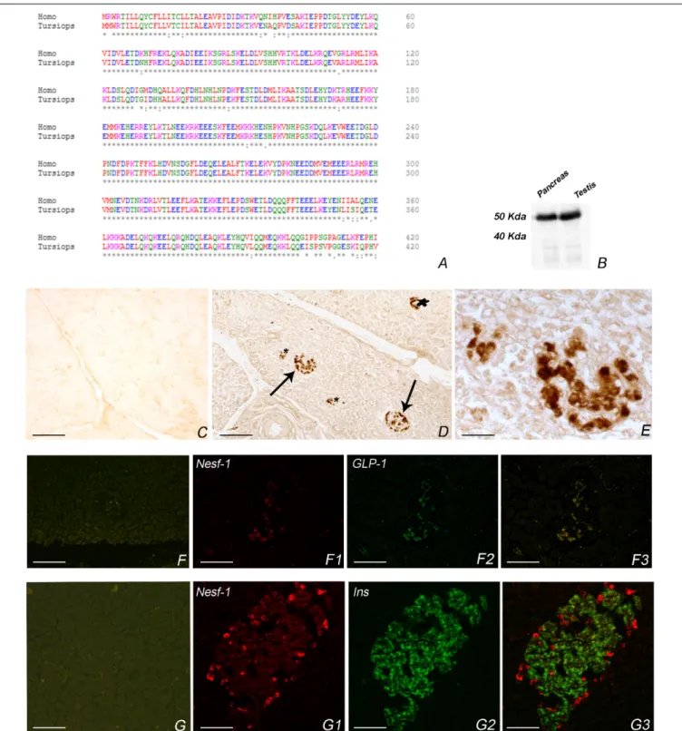 FIGURE 1 | Nesf-1 in Tursiops truncatus. (A) Amino acid sequence alignment T. truncatus and Homo sapiens