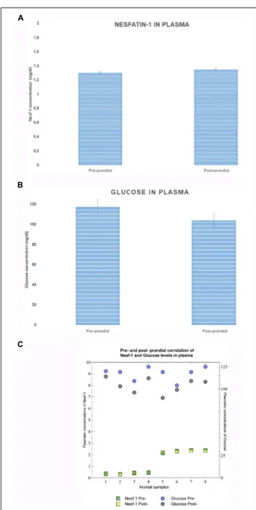 FIGURE 2 | Nesf-1 and glucose plasma levels. (A) Plasma Nesf-1 concentrations didn’t show differences during fasting and post-prandial states
