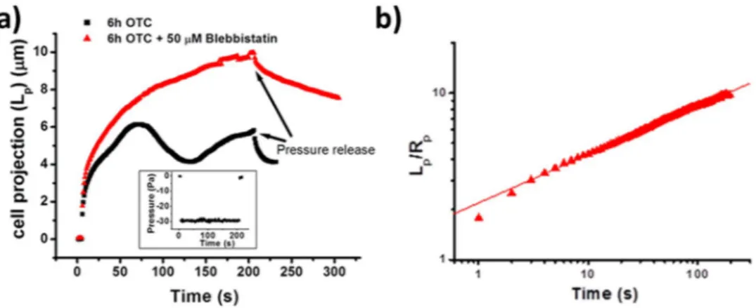 Figure 7.  Effect of blebbistatin on K562 cell exposed to OTC and showing an oscillation behavior