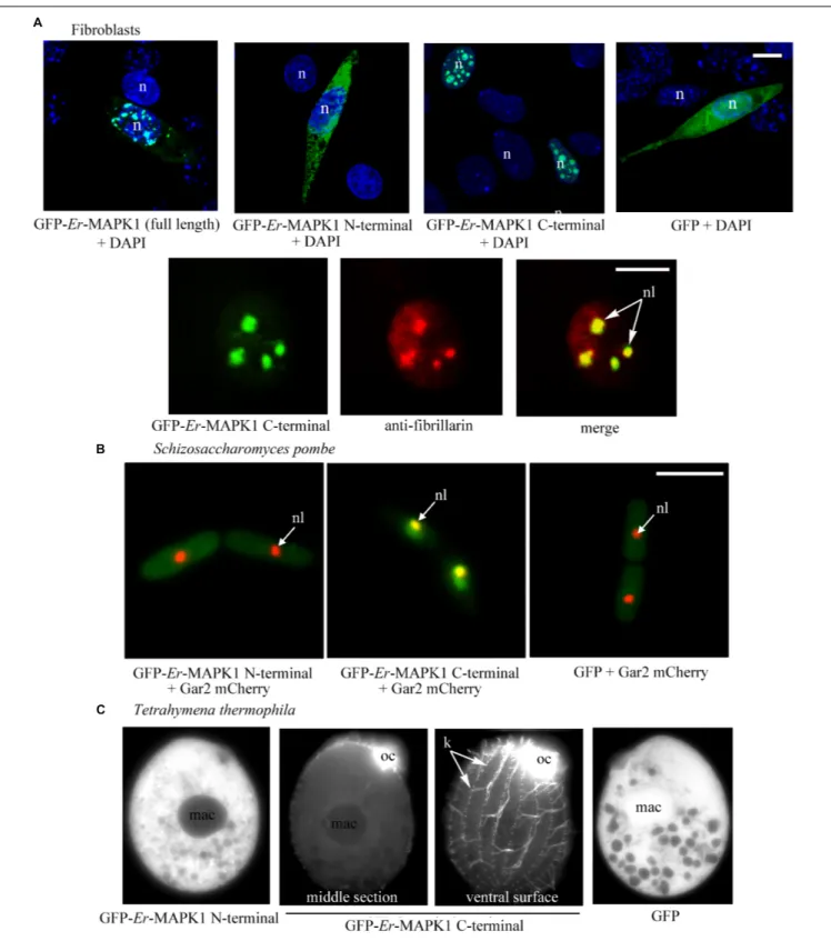 FIGURE 2 | Heterologous expression of GFP-tagged Er-MAPK1 domains. (A) Top: representative fluorescence images of transfected fibroblasts (green)